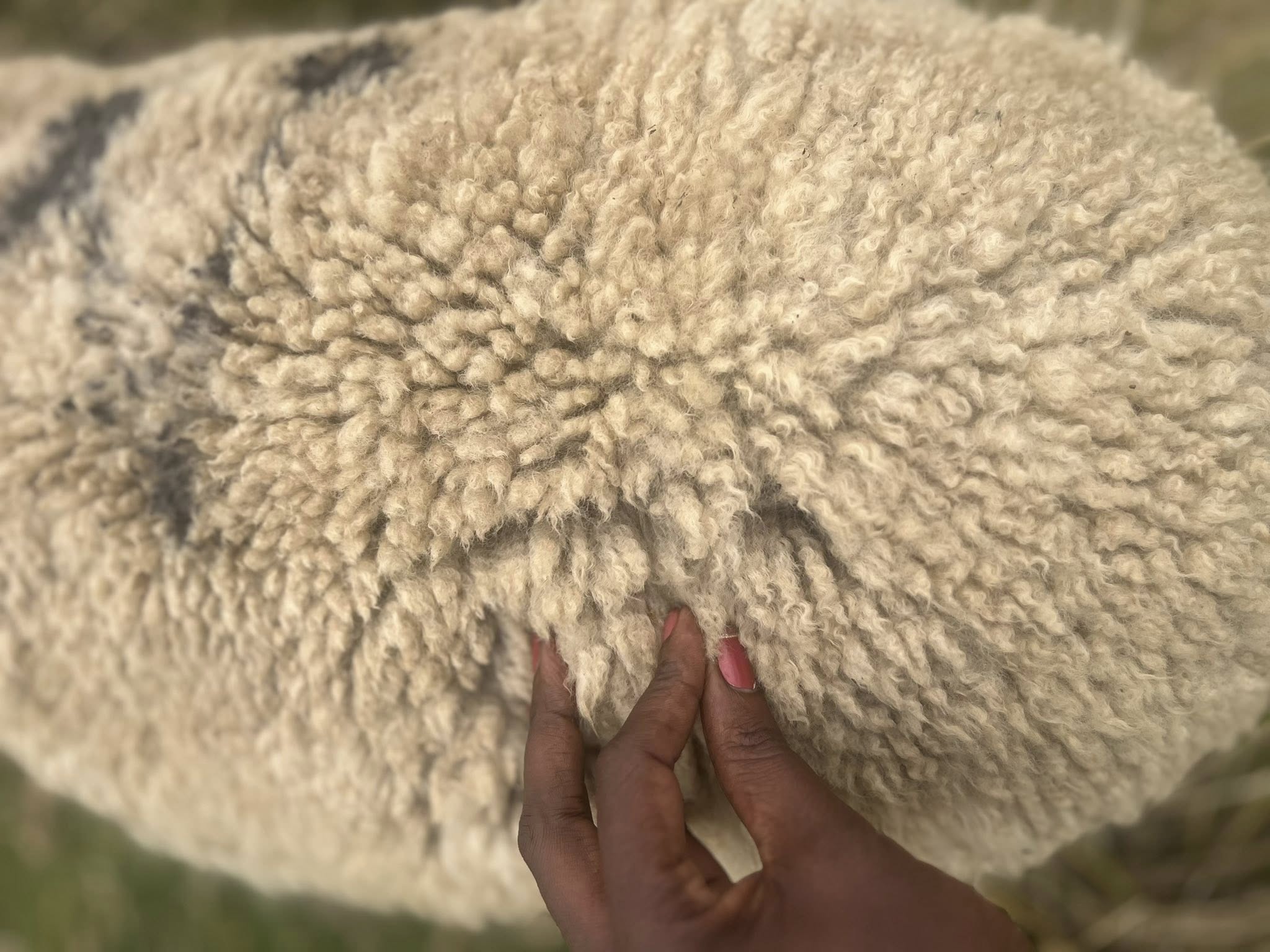 KENYAN GREASY RAW SHEEP WOOL from Kenya